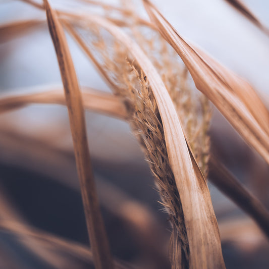 Grass photographed in a soft and poetic way